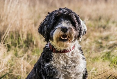 Portugese waterhond
