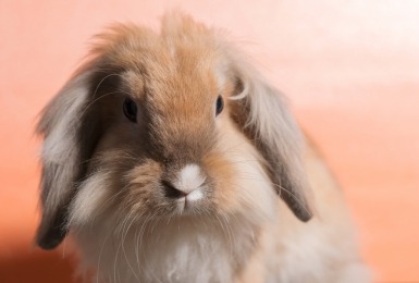 Hangoorkonijn met lange haren 