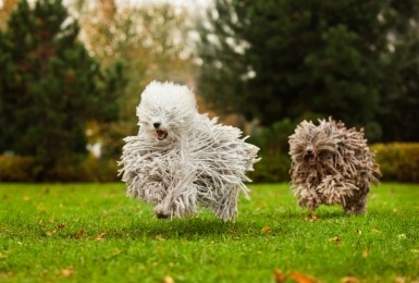 Hond met dreadlocks