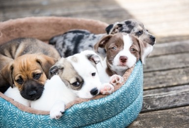 Puppies in een hondenmand