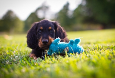 Puppy ligt in gras met blauw speeltje 
