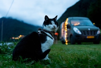 Kat zit naast camper busje