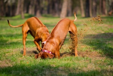 Twee honden graven put in gazon 