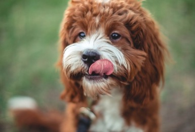 Bruin hondje met tong uit bek