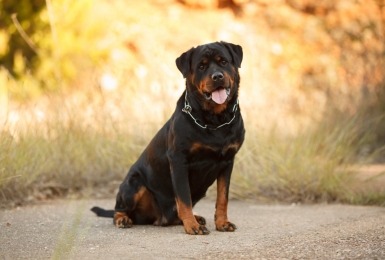 Zittende rottweiler