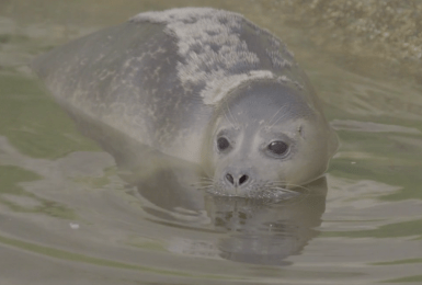 Zeehond 