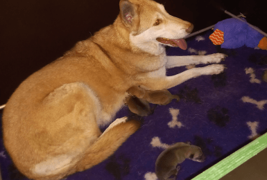 Ostar tijdens de bevalling met een pupje