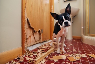 Hond kijkt schuldig naast kapot gekrabde deur