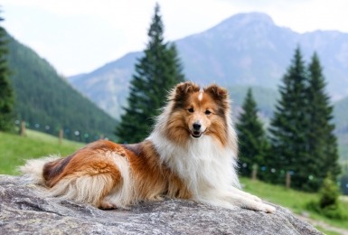 sheltie in de bergen