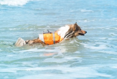 Zwemmende sheltie in zee
