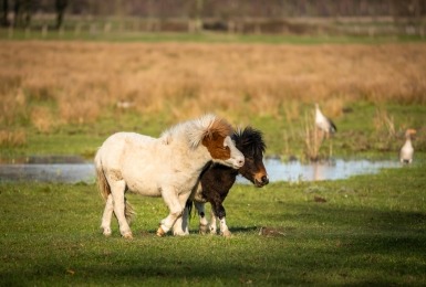 2 shetlanders knuffelen in een weide. 