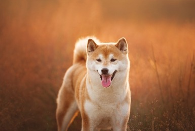 Shiba