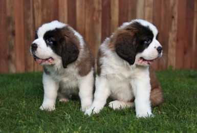 Sint-Bernard puppy's 