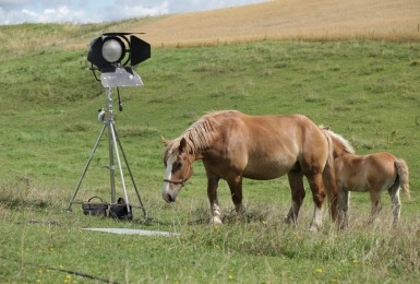 Paarden op filmset