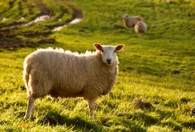 schaap in weide