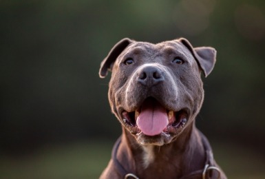 Pitbull terriër