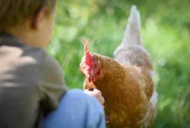 Kip eet uit hand van kind