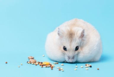 Fluffy hamster