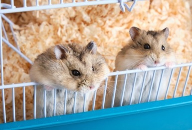 Hamsterkooi