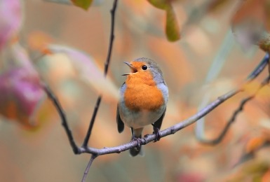 Zingend roodborstje