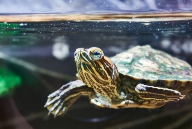 Waterschildpad in het water