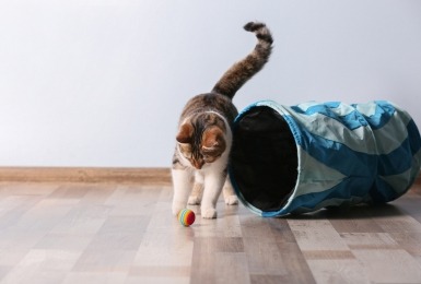 kat speelt met balletje