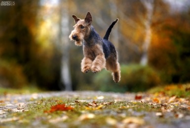 Vrolijke Airedale terriër speelt tussen de herfstbladeren