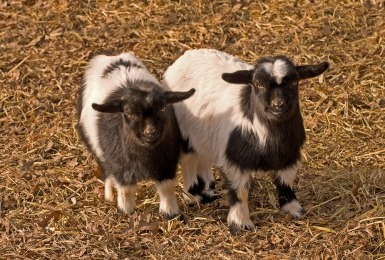 Twee myotonische geiten 