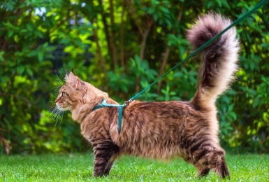 Halflangharige tabby kat loopt aan een leiband 