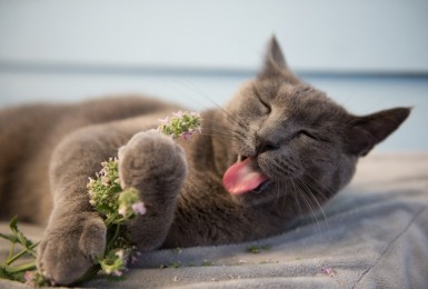Kat met vers kattenkruid
