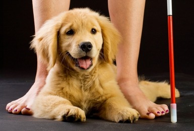 Golden retriever puppy in opleiding 