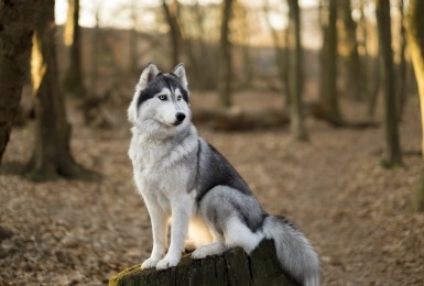 De Siberische husky zit in het bos. 