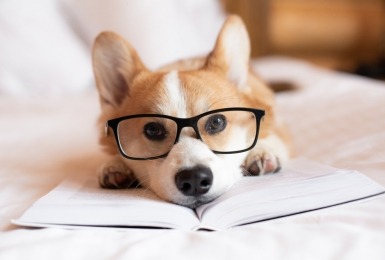 Corgi met bril ligt op boek 