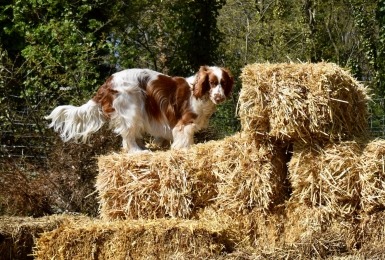 Springer spaniel hond op strobalen 