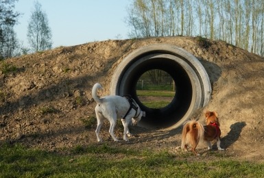 Speelweide
