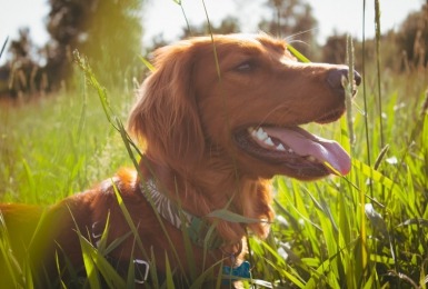 eerste_hulp_bij_teken_verwijderen_bij_je_hond