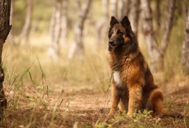 Tervuerense herder