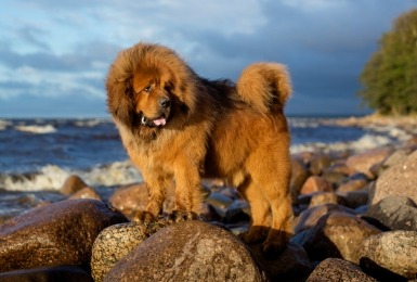 Tibetaanse mastiff
