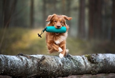 Nova Scotia duck tolling retriever met een dummie in zijn mond