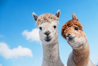 Twee grappige alpaca's