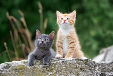 Twee kittens, een grijs en een ros, in openlucht