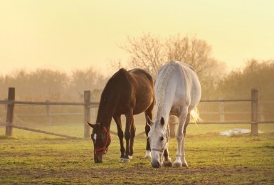 Bruin en wit paard grazen in een weide