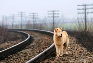 Verloren gelopen hond loopt langs spoorlijn 
