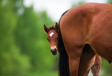 Veulen komt kijken aan de staart van zijn moeder 