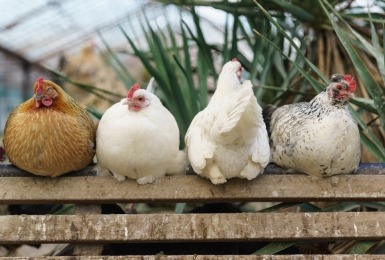 Vier kippen op een rij met eentje omgekeerd