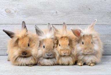 Vier konijntjes op een rij