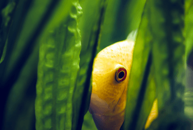 Vinnige tips voor je eerste aquarium