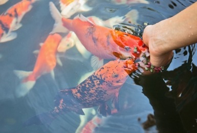 Vissen krijgen voer in een vijver