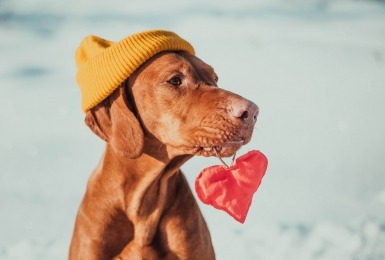 Vizsla met muts op zijn hoofd en hartje in zijn bek