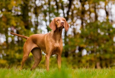 Kortharige vizsla